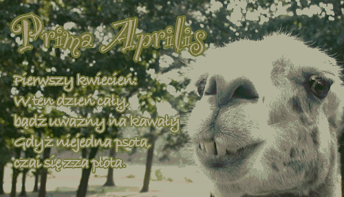 Lama z wierszykiem na Prima Aprilis